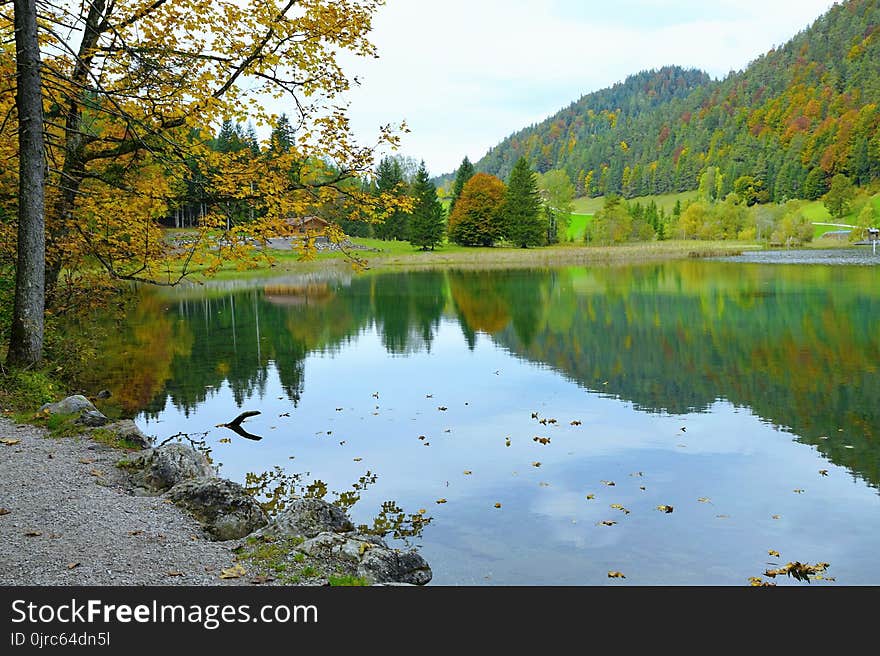 Reflection, Water, Nature, Leaf