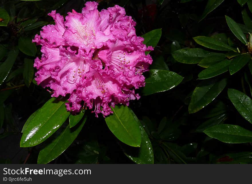 Plant, Flower, Flora, Flowering Plant