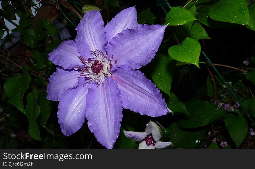 Flower, Plant, Flora, Flowering Plant