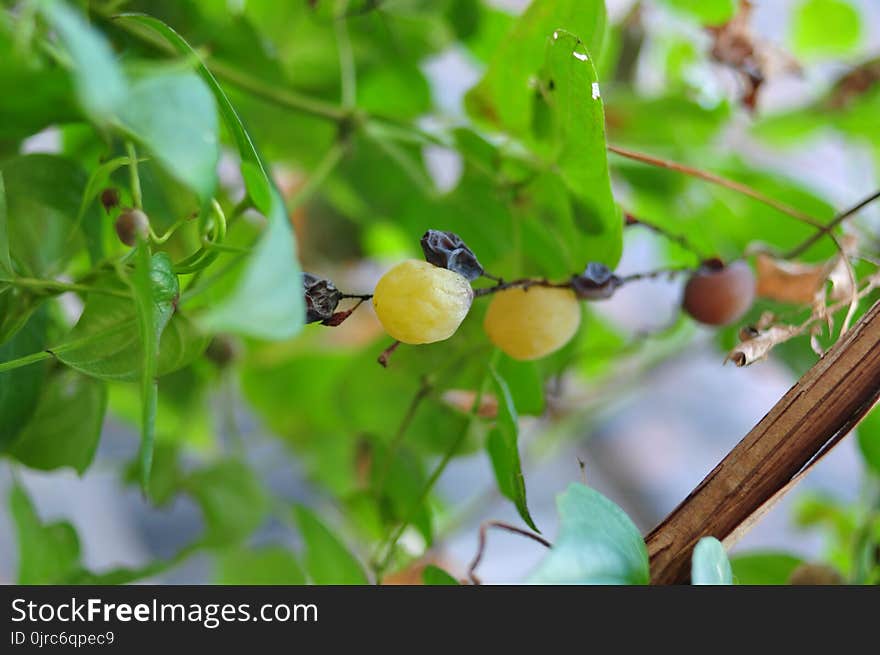 Flora, Branch, Fruit Tree, Fruit