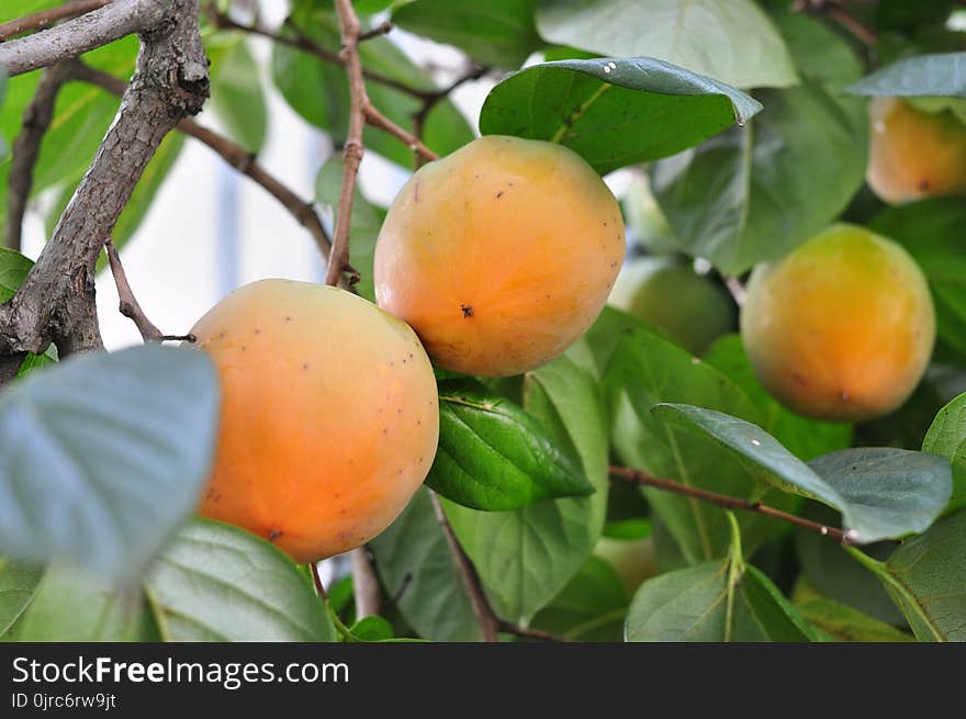 Fruit Tree, Fruit, Diospyros, Persimmon