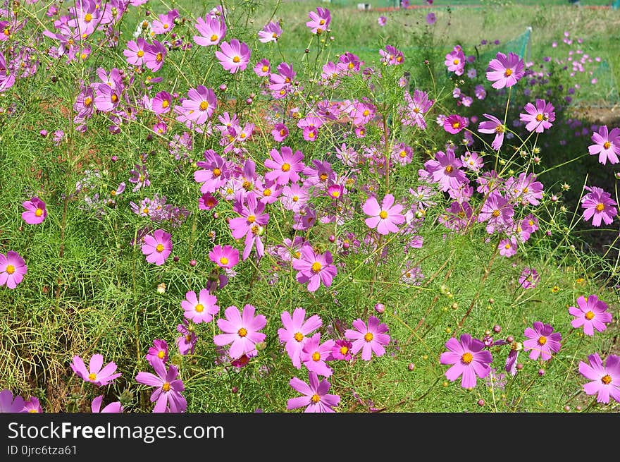 Flower, Plant, Garden Cosmos, Flowering Plant