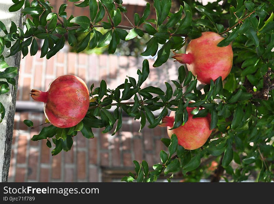 Pomegranate, Fruit, Plant, Produce