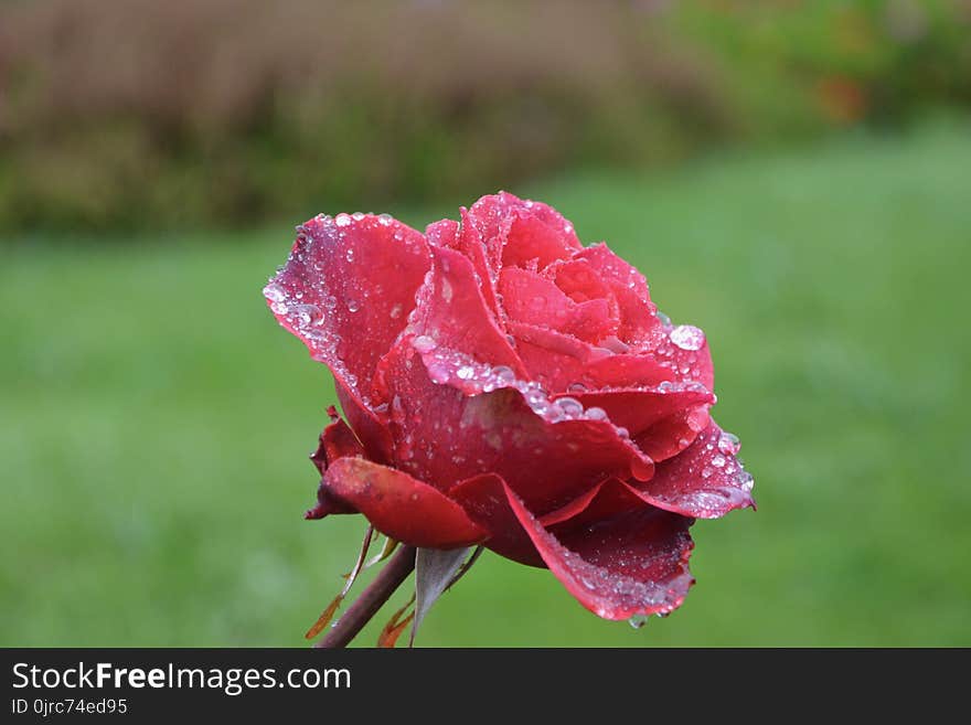 Rose Family, Red, Rose, Flower