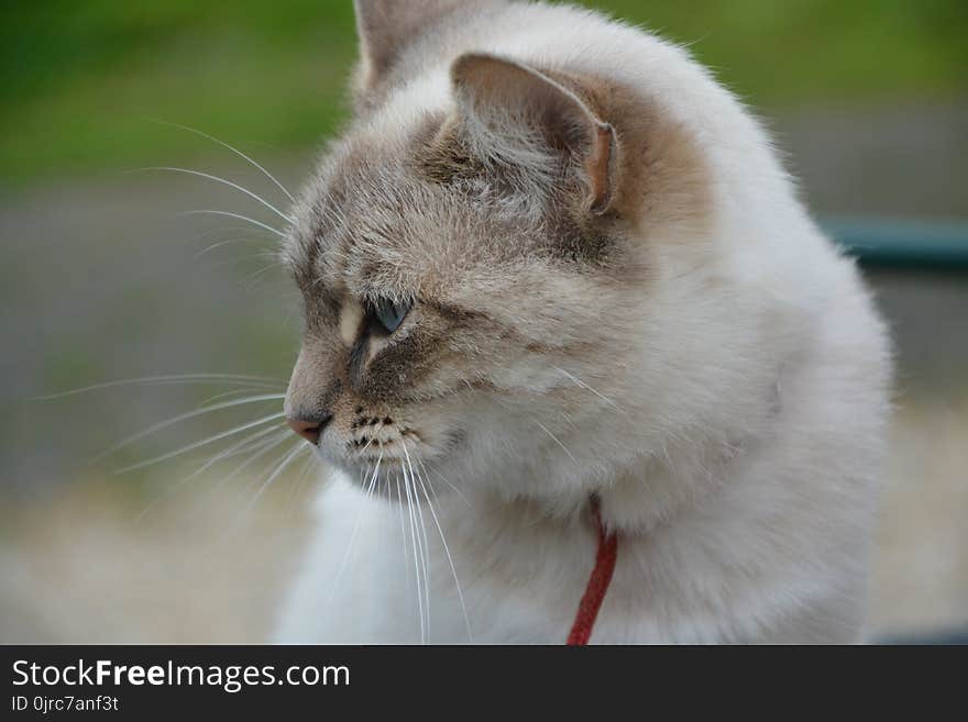 Cat, Whiskers, Fauna, Small To Medium Sized Cats