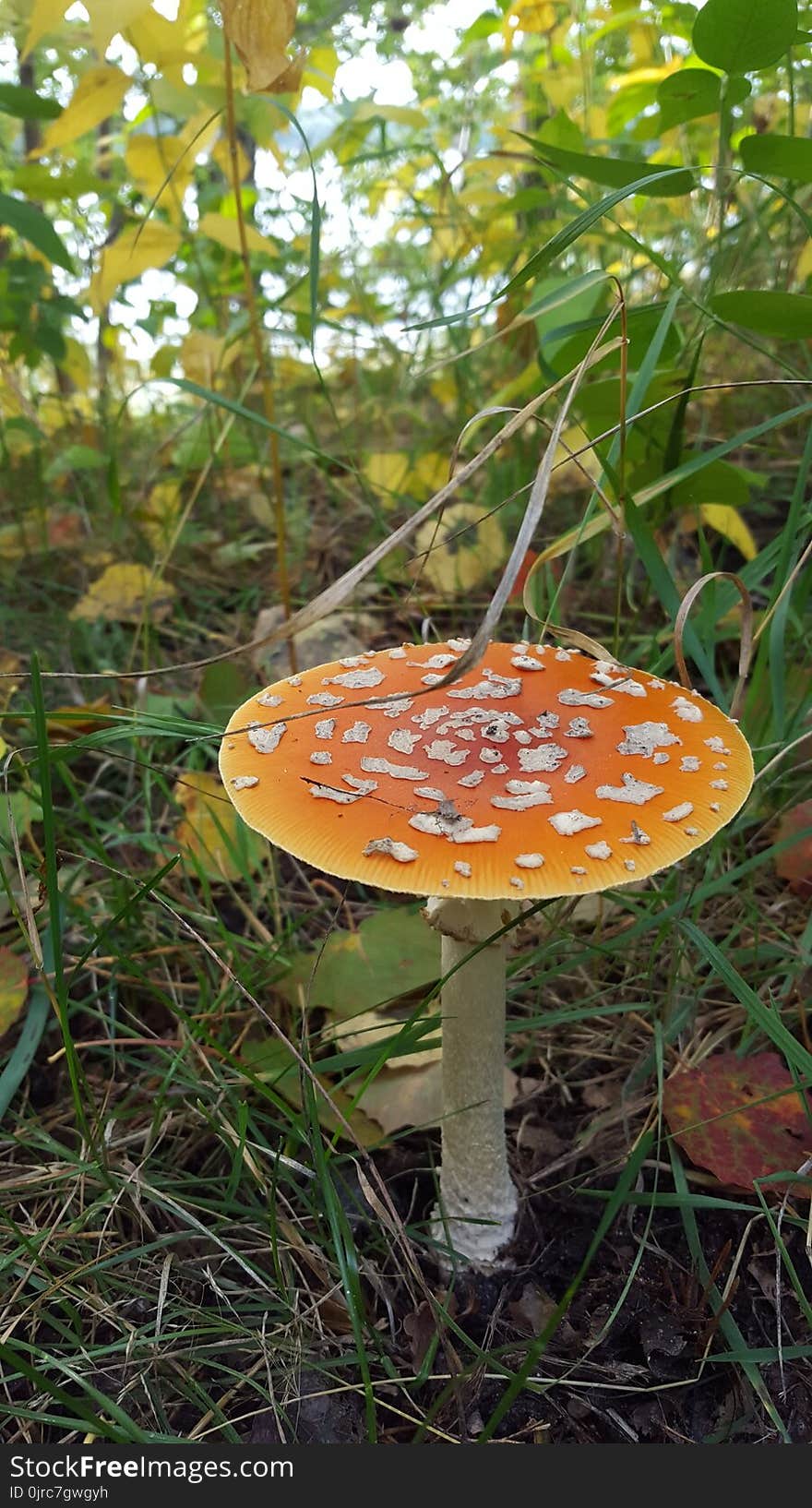 Leaf, Mushroom, Fungus, Agaric