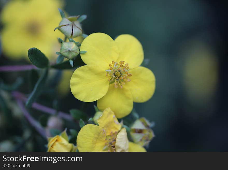 Flower, Yellow, Flora, Wildflower