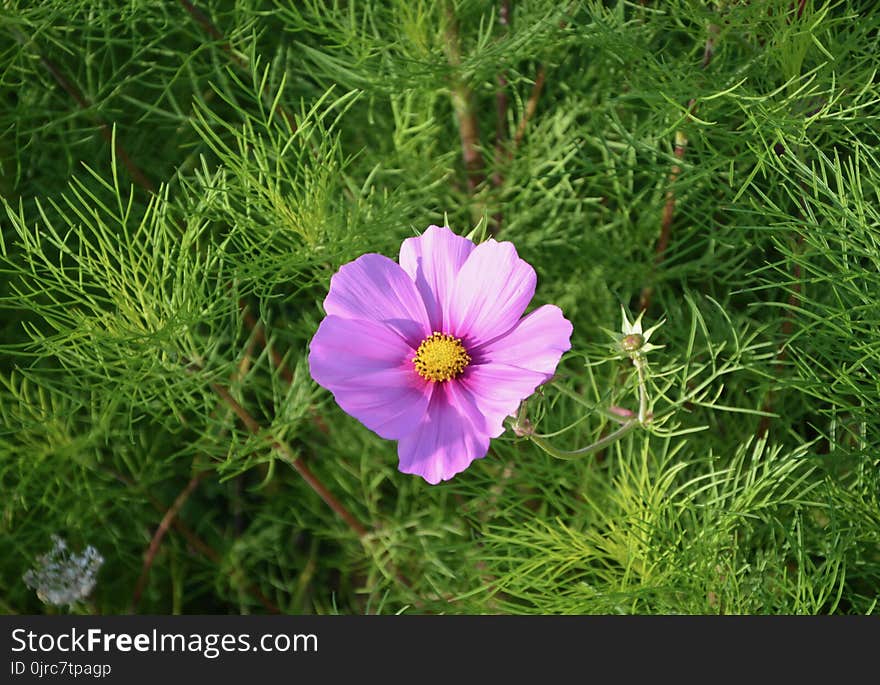 Flower, Garden Cosmos, Plant, Flora