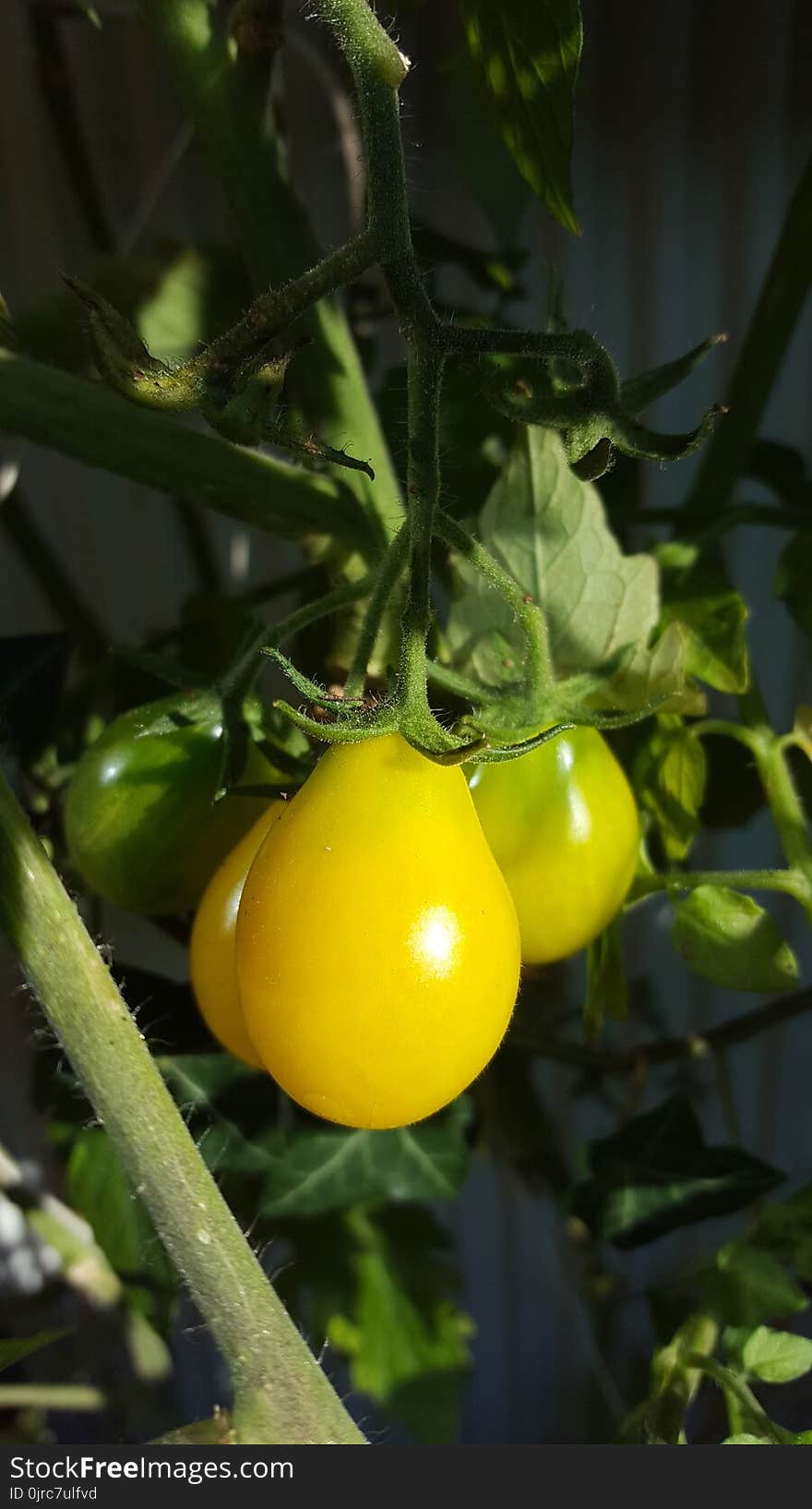 Yellow, Fruit, Produce, Plant