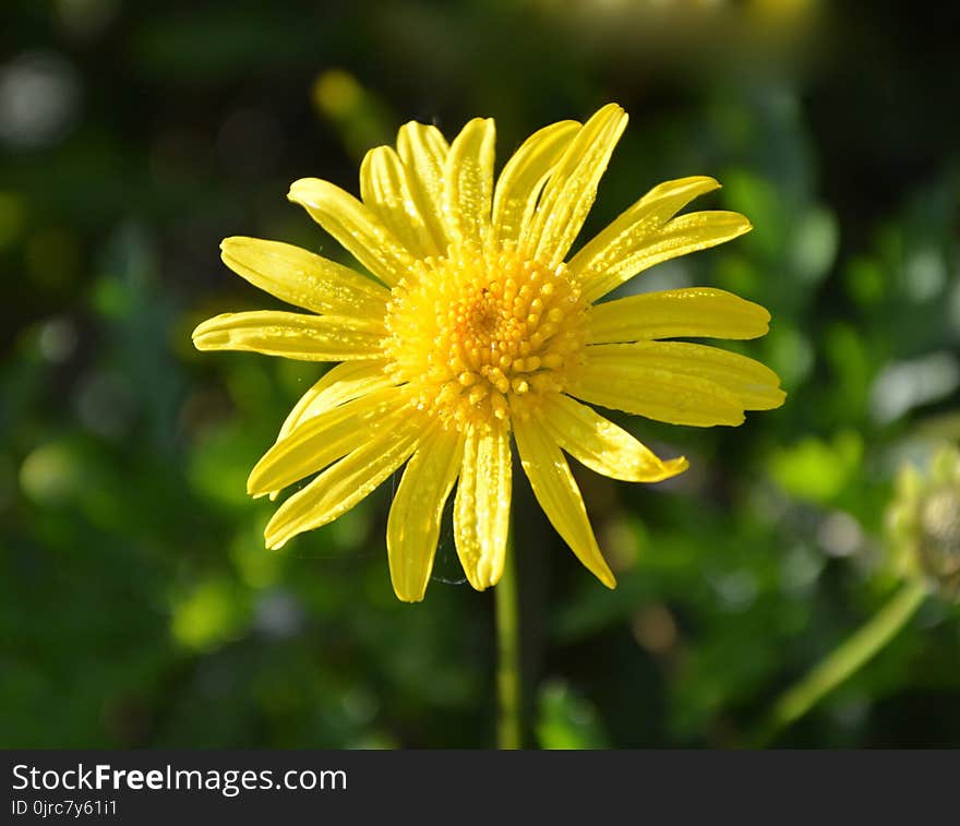 Flower, Yellow, Flora, Marguerite Daisy