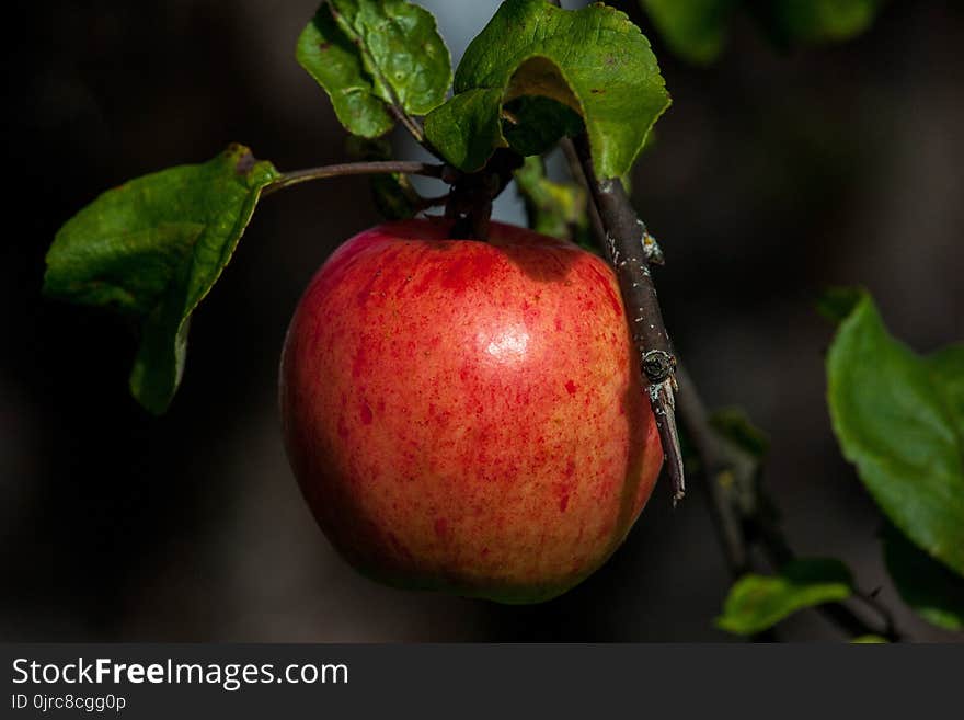 Fruit, Apple, Local Food, Produce