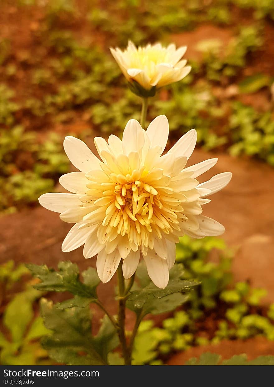 Flower, Yellow, Plant, Flora