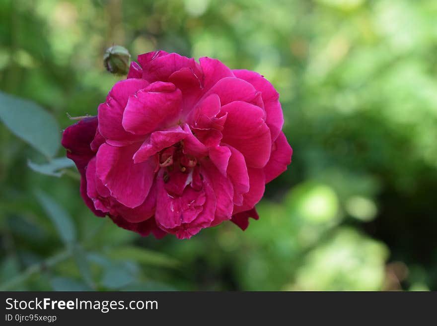 Flower, Rose Family, Rose, Floribunda