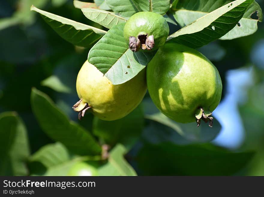 Fruit, Fruit Tree, Feijoa, Produce