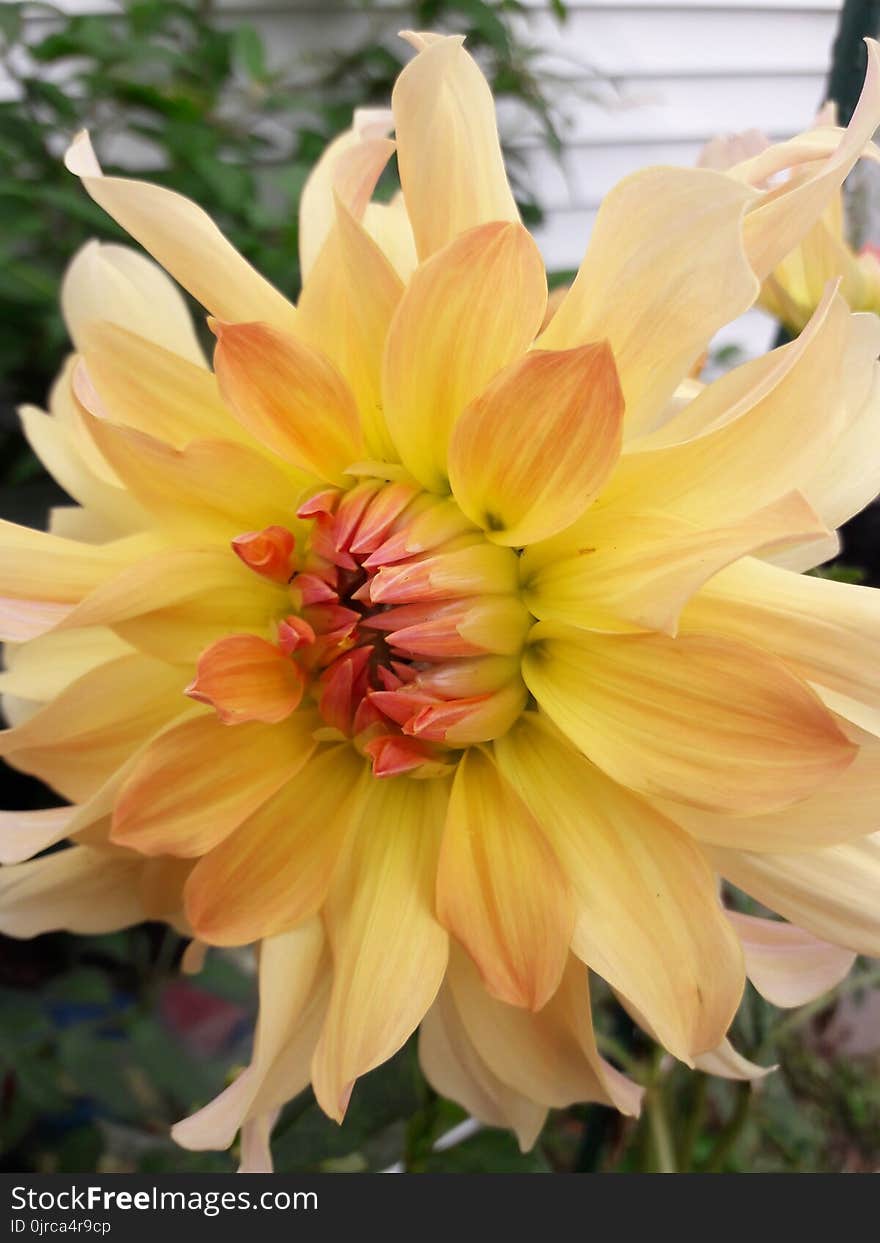 Flower, Yellow, Plant, Flowering Plant