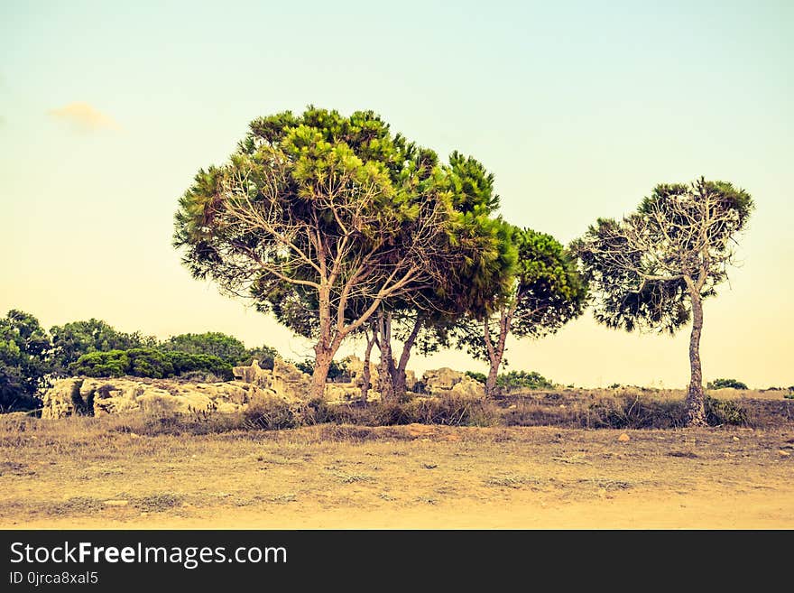 Tree, Vegetation, Ecosystem, Savanna