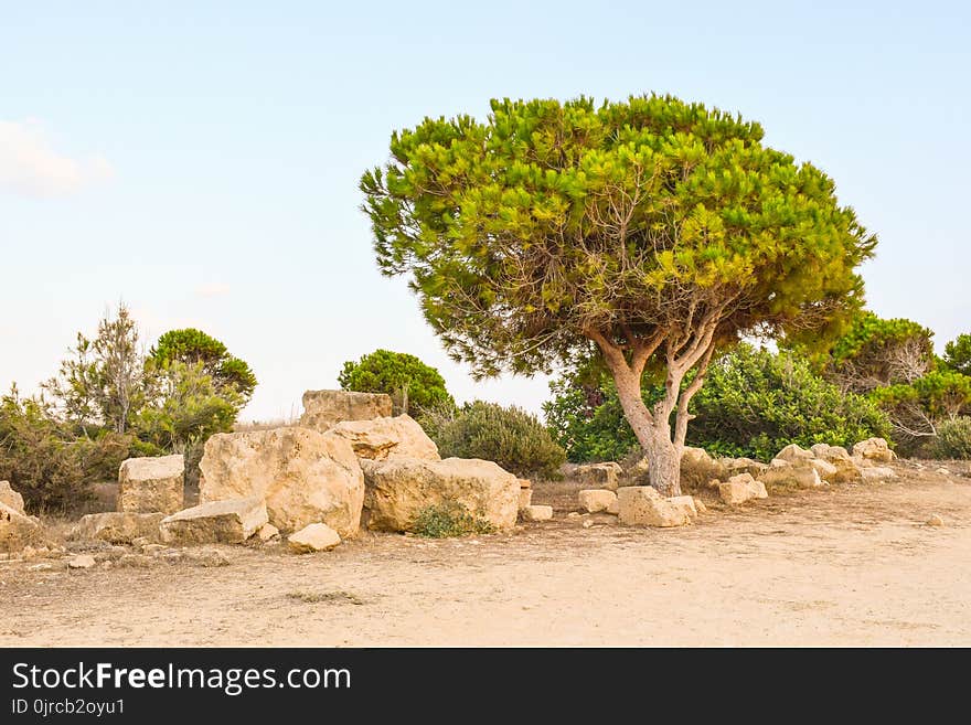 Tree, Vegetation, Ecosystem, Shrubland