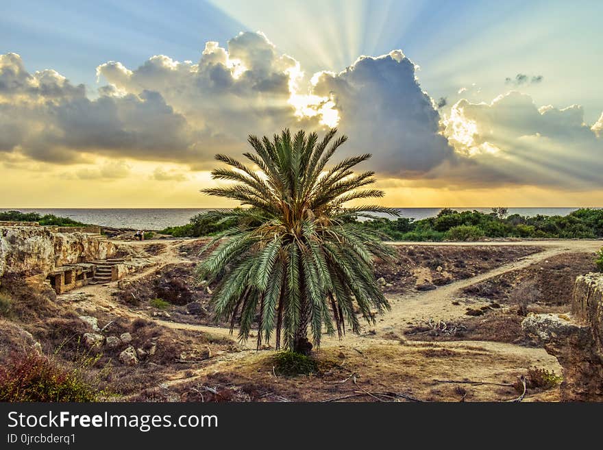 Sky, Vegetation, Cloud, Arecales