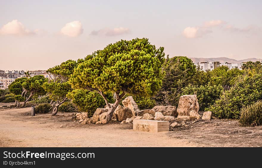 Tree, Sky, Plant, Rock