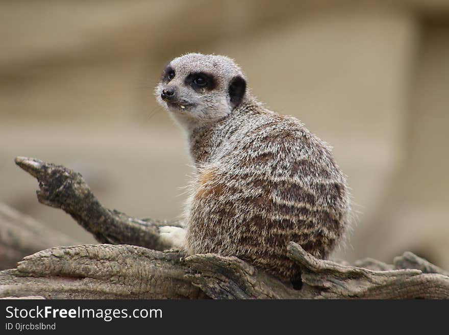 Meerkat, Mammal, Terrestrial Animal, Fauna