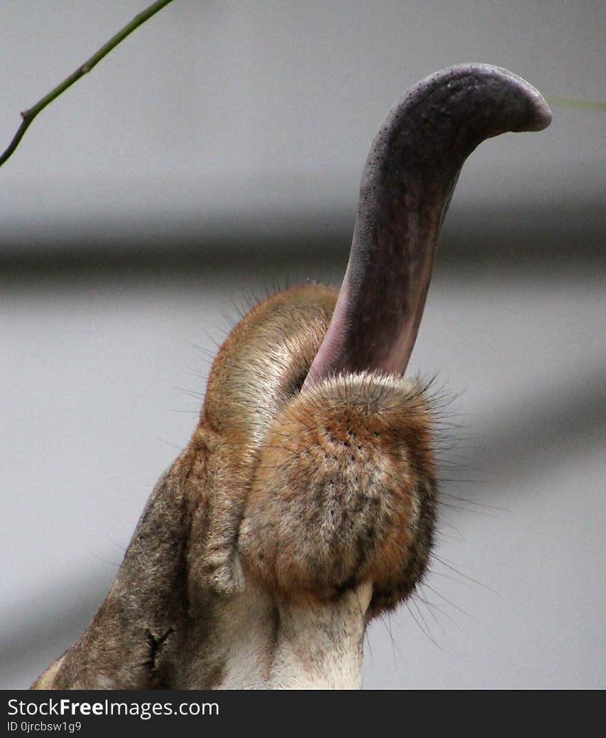 Close Up, Organism, Fur, Snout