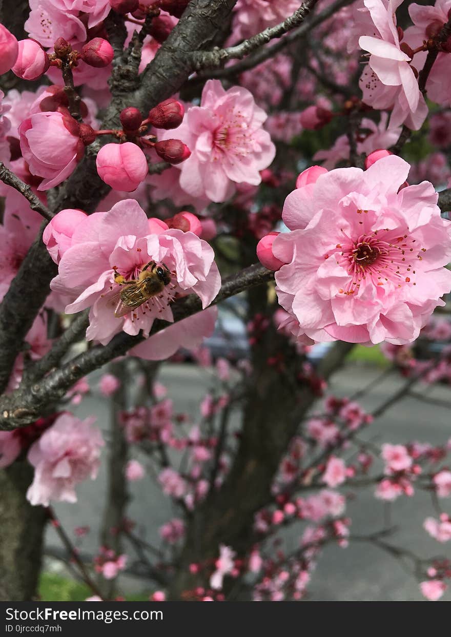 Blossom, Pink, Flower, Spring