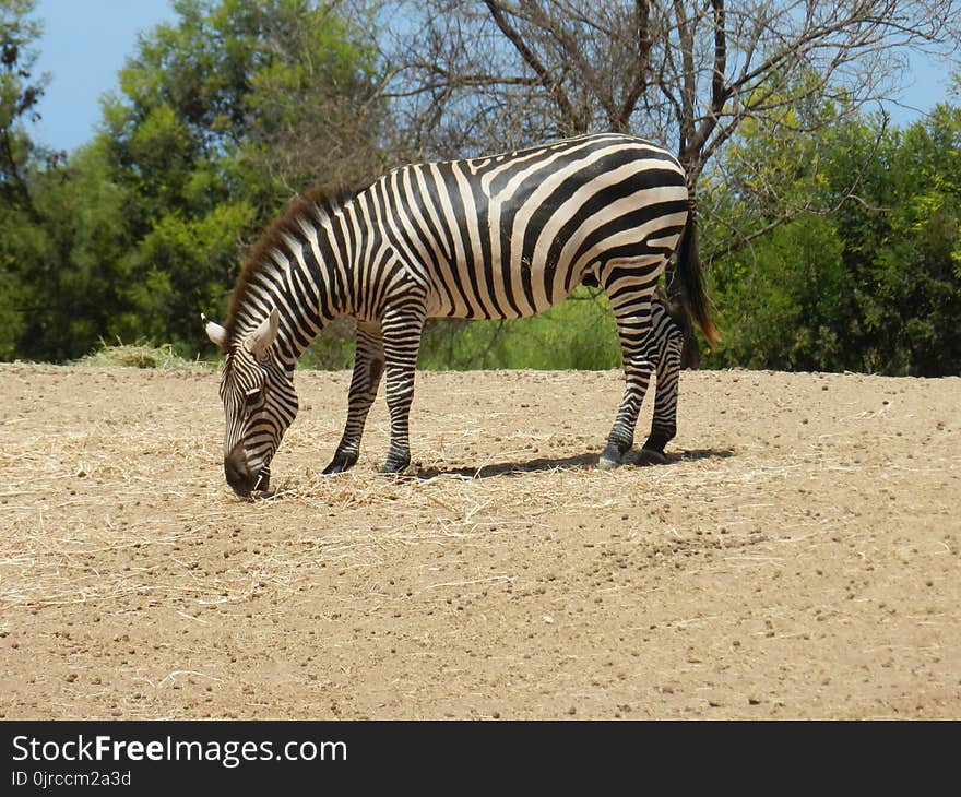 Wildlife, Zebra, Terrestrial Animal, Mammal