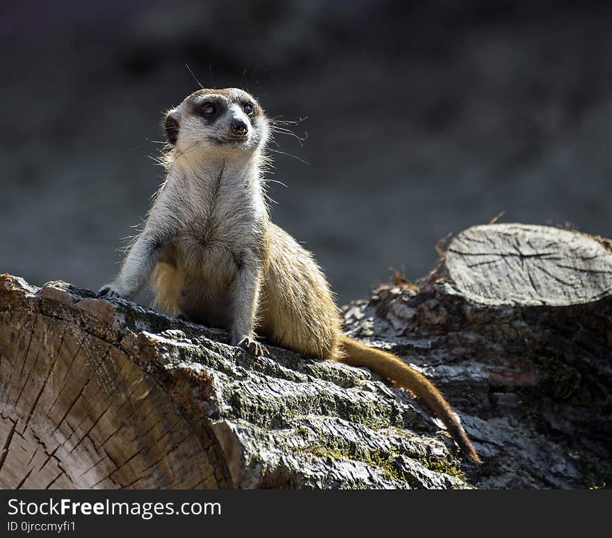 Meerkat, Mammal, Fauna, Terrestrial Animal