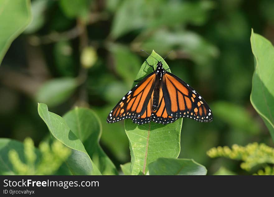 Butterfly, Insect, Monarch Butterfly, Moths And Butterflies