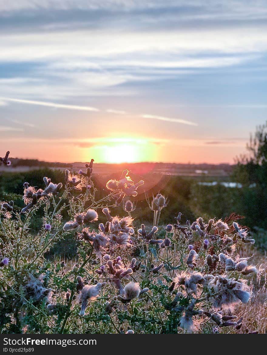 Sky, Ecosystem, Flower, Wildflower