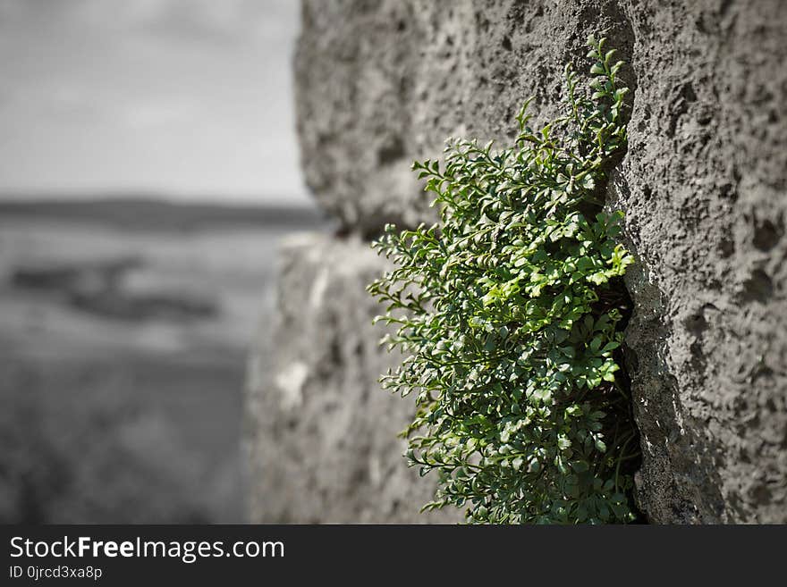 Vegetation, Rock, Tree, Leaf