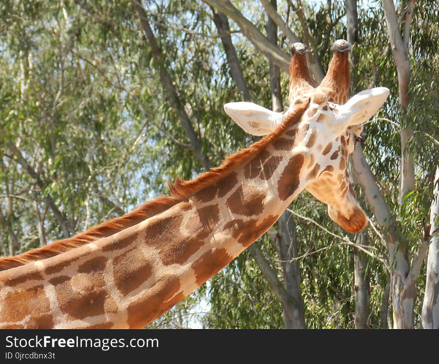 Giraffe, Terrestrial Animal, Wildlife, Giraffidae