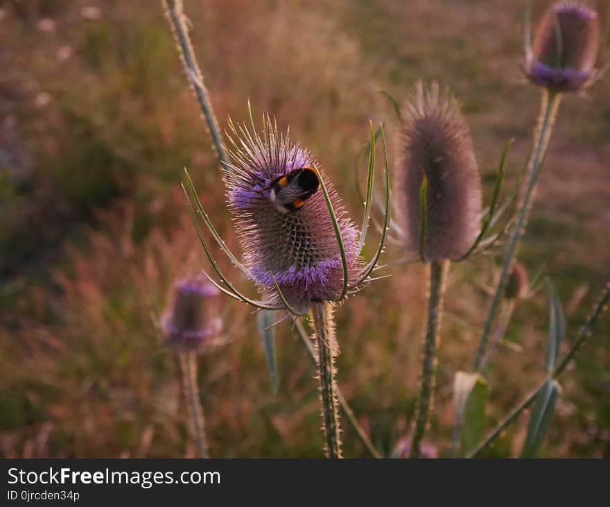 Plant, Purple, Flora, Flower