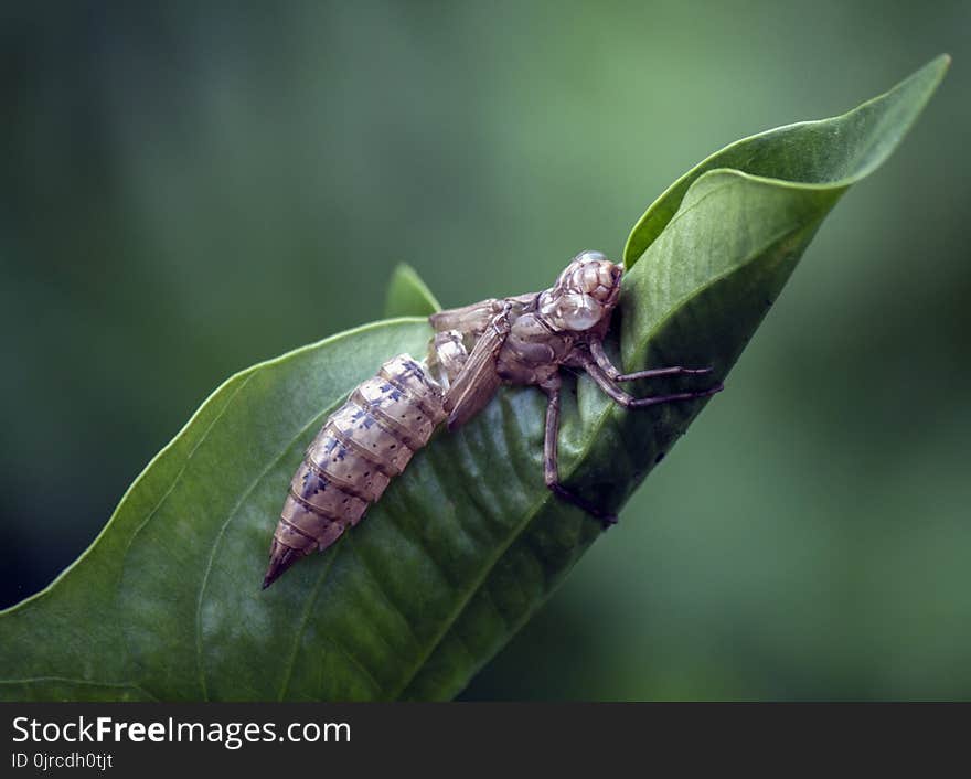 Insect, Leaf, Invertebrate, Macro Photography