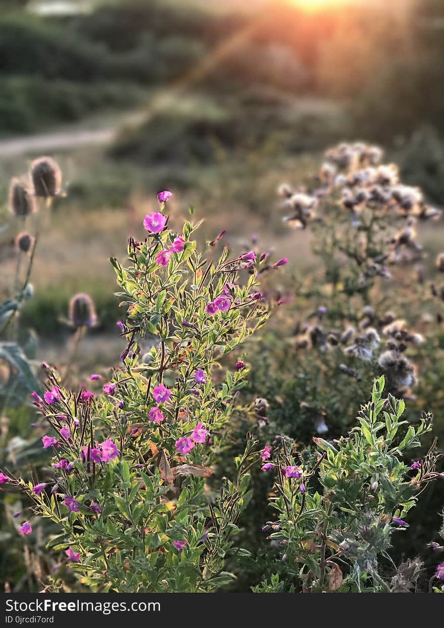 Plant, Flower, Flora, Vegetation