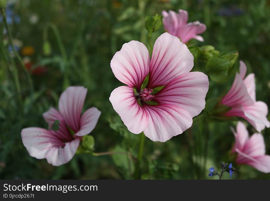 Flower, Plant, Flora, Flowering Plant