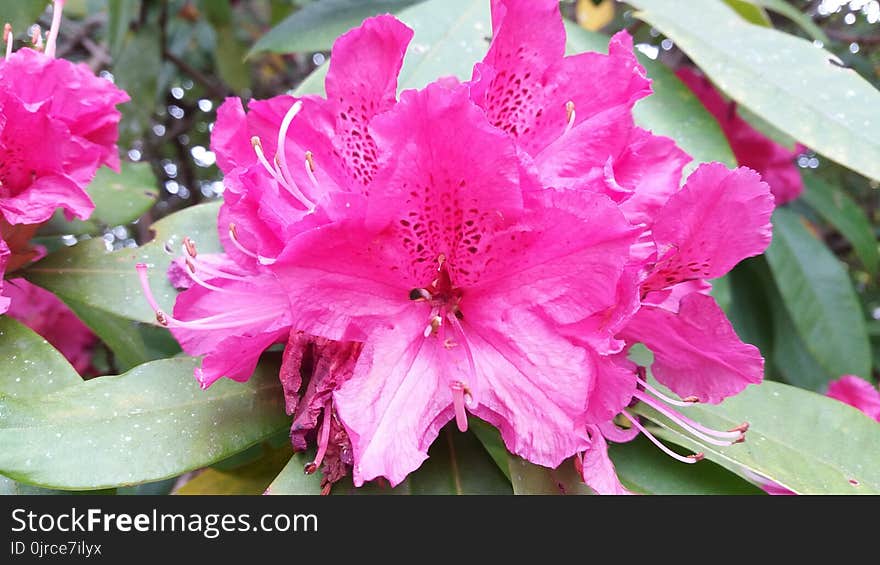 Flower, Plant, Pink, Flowering Plant