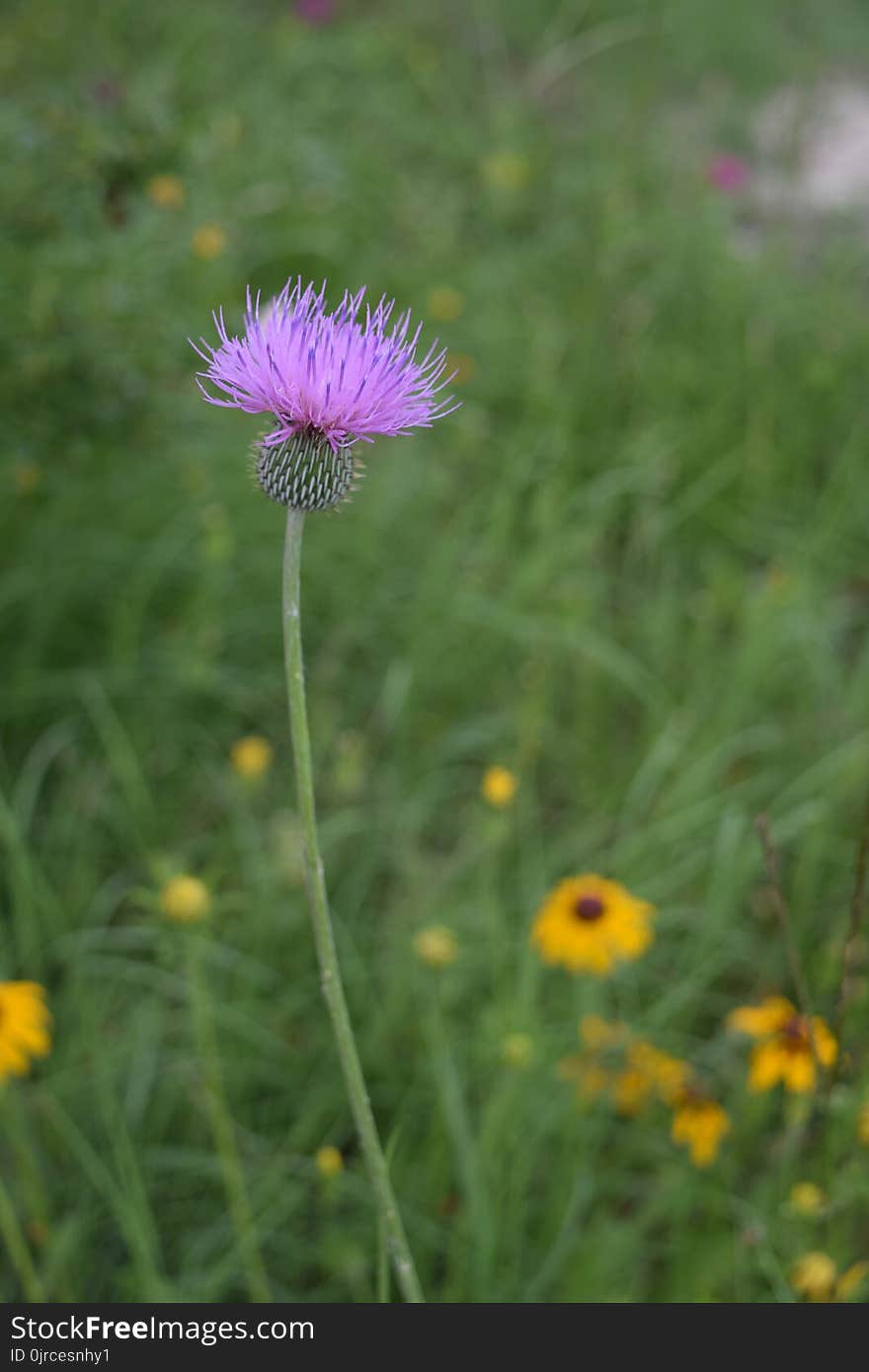 Flower, Plant, Thistle, Purple