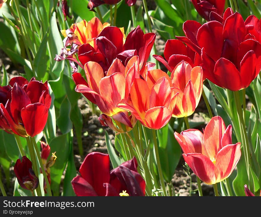 Flower, Plant, Flowering Plant, Tulip