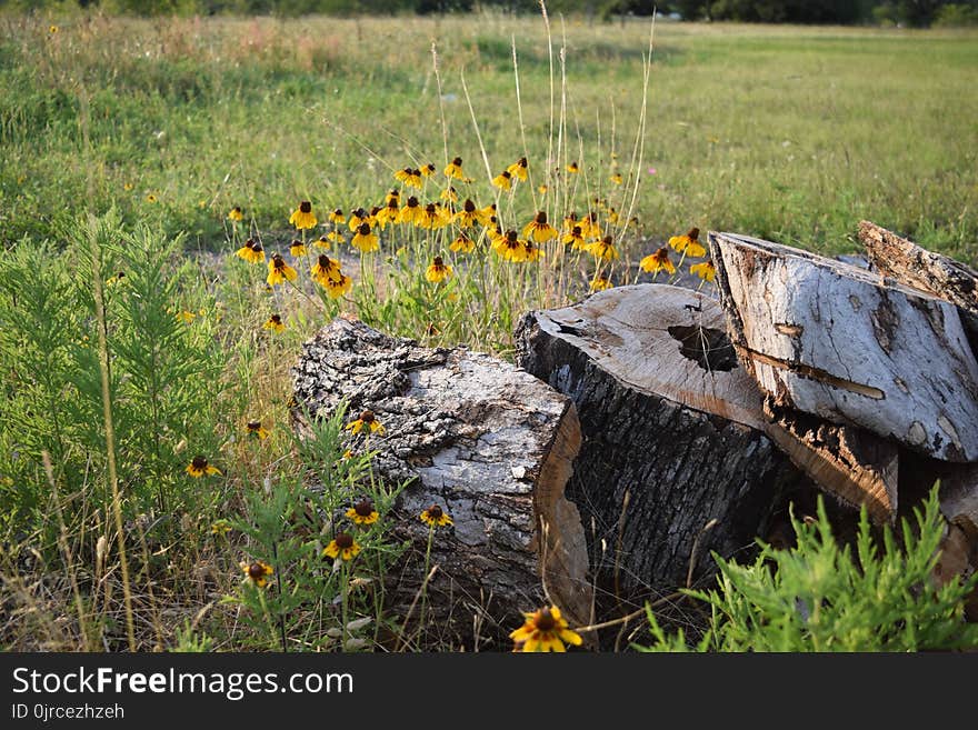 Flower, Ecosystem, Wildflower, Vegetation