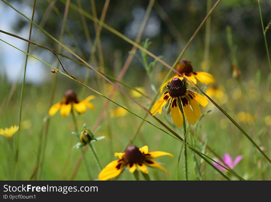 Ecosystem, Flora, Insect, Flower