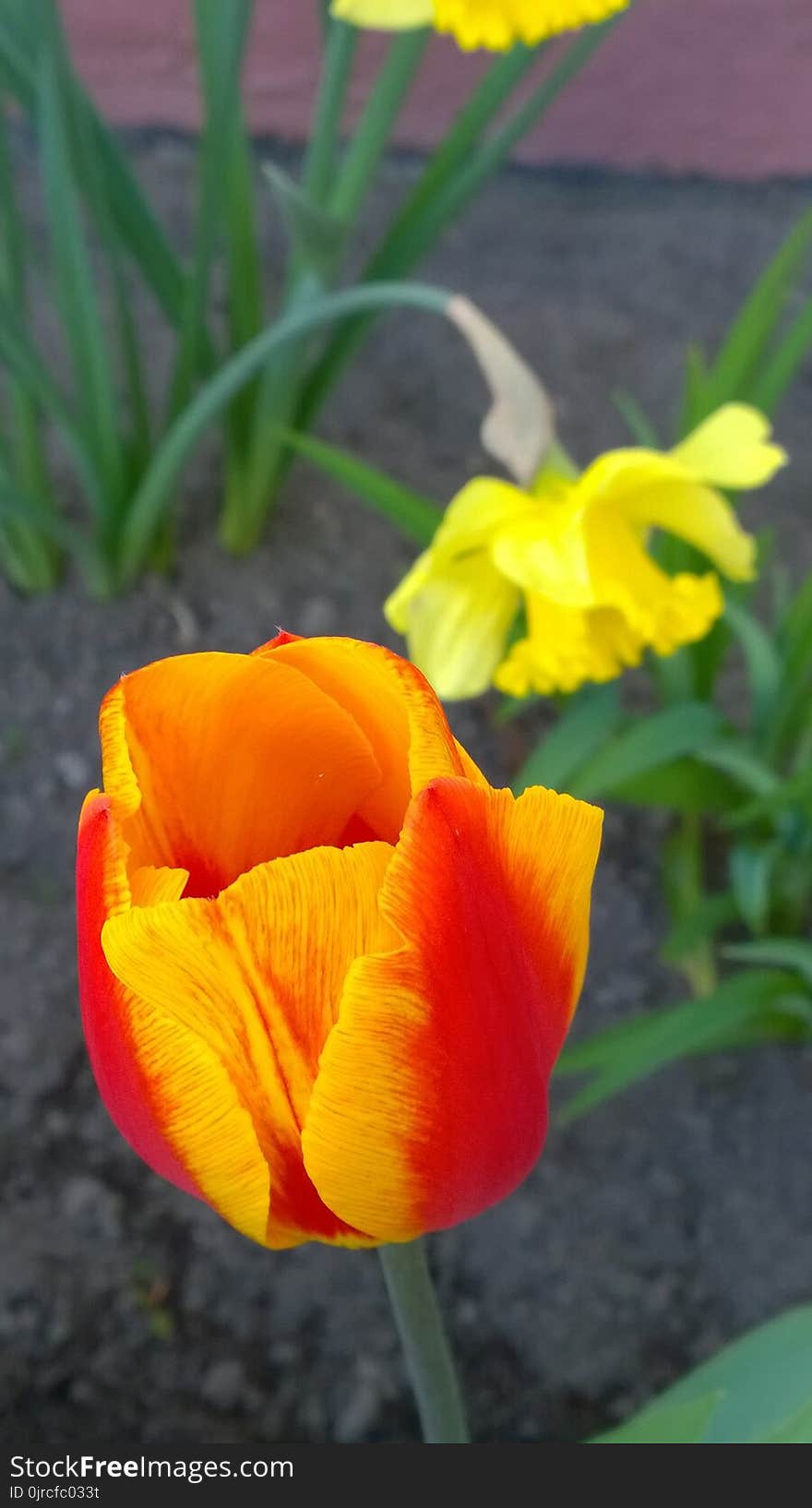 Flower, Plant, Yellow, Wildflower