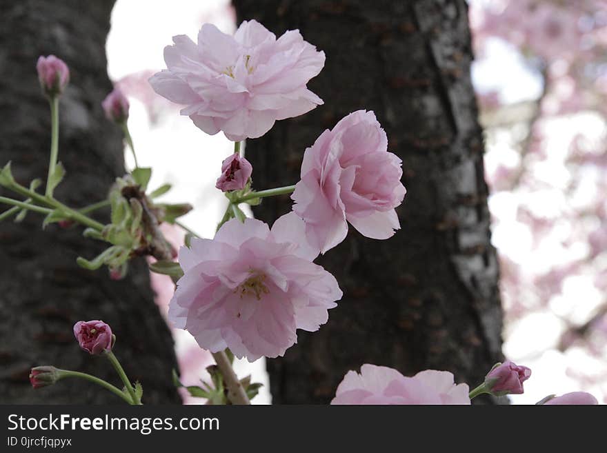 Flower, Pink, Plant, Cherry Blossom