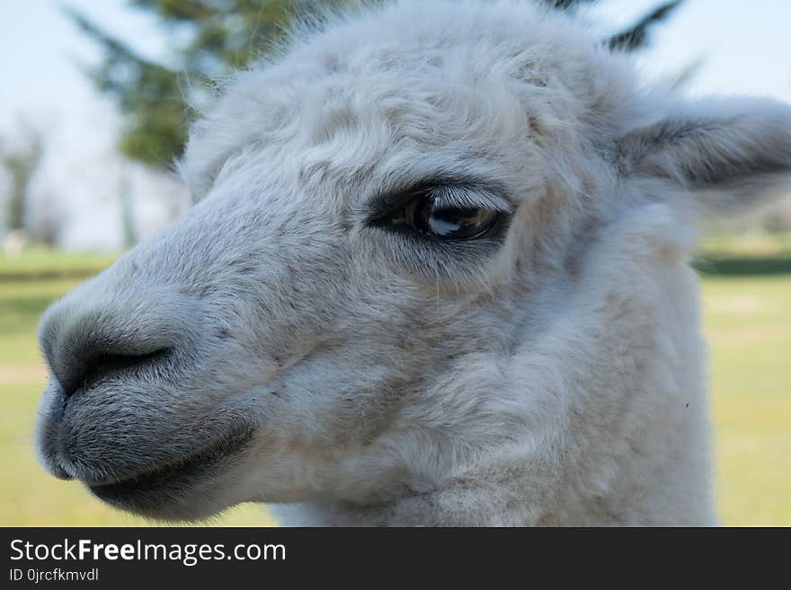 Llama, Fauna, Camel Like Mammal, Alpaca