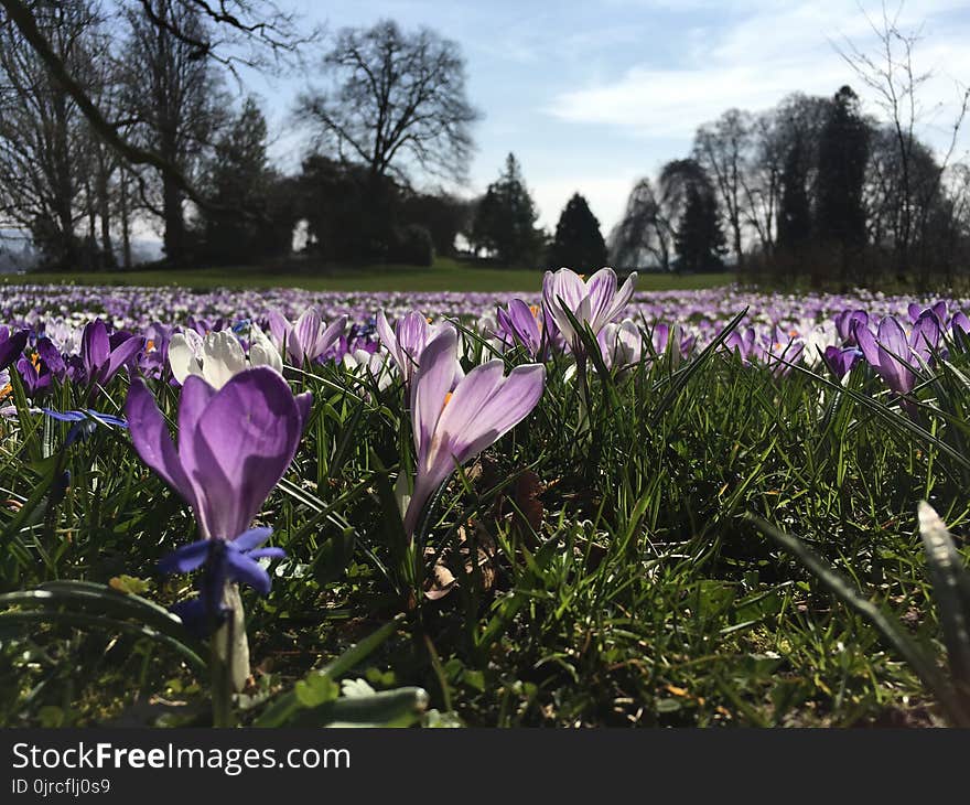 Flower, Plant, Flowering Plant, Spring