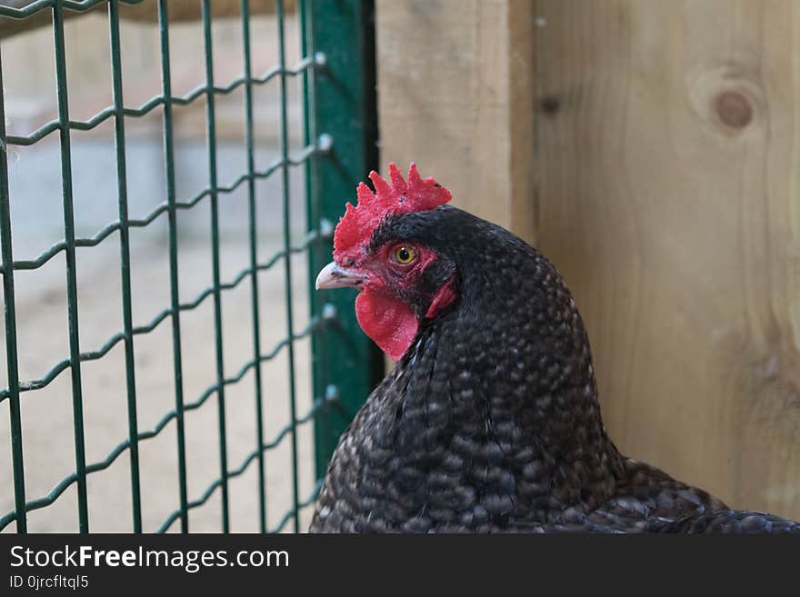 Chicken, Beak, Galliformes, Bird