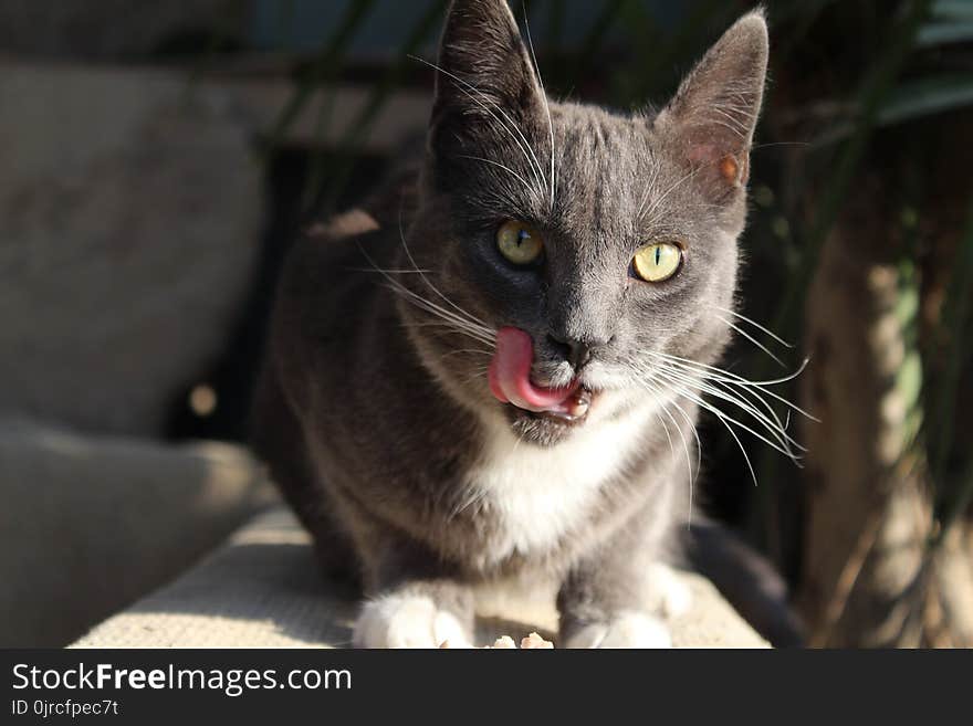 Cat, Fauna, Whiskers, Small To Medium Sized Cats