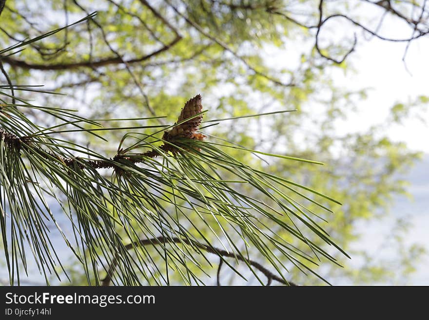 Tree, Branch, Ecosystem, Vegetation