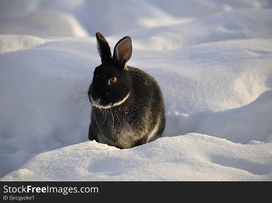 Fauna, Rabits And Hares, Wildlife, Snow