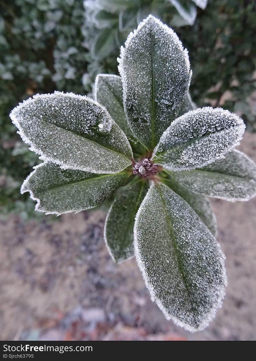 Leaf, Frost, Plant, Flora